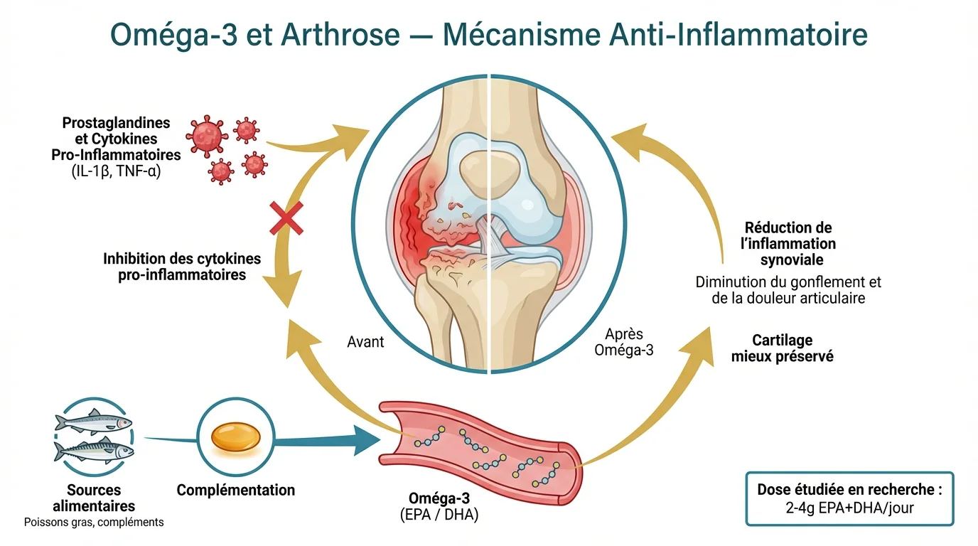 Oméga-3 et arthrose : l’huile de poisson peut-elle vraiment aider ?